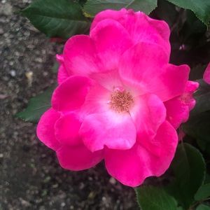 Meet your Posher, Casida